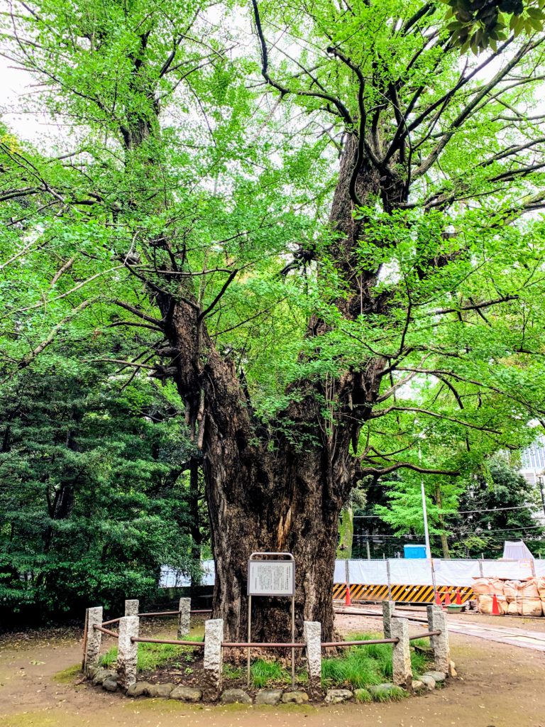 赤坂氷川神社・銀杏御神木