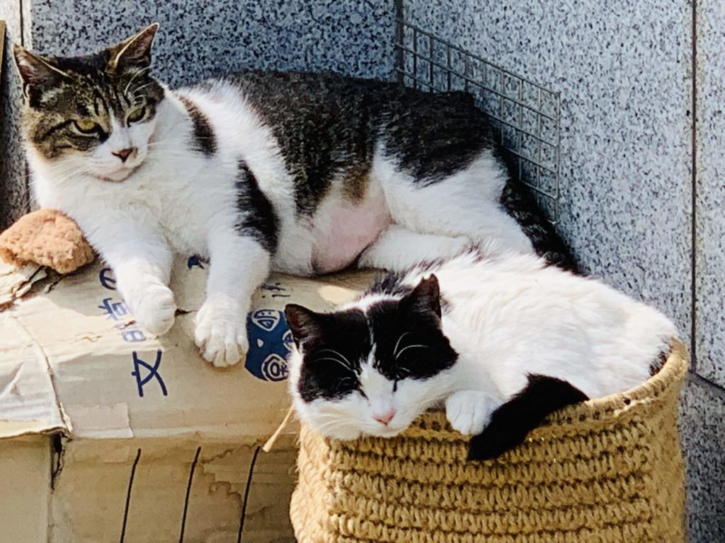 白金氷川神社の猫たち