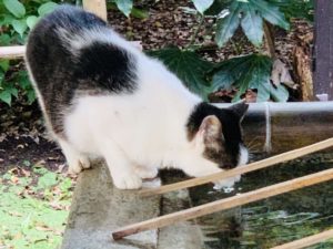 手水舎の水を飲む猫
