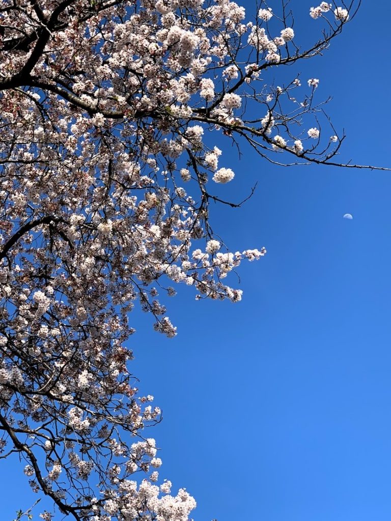 戸倉神社近隣桜