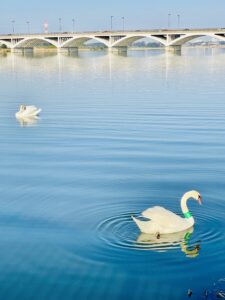 手鹿沼の橋と白鳥